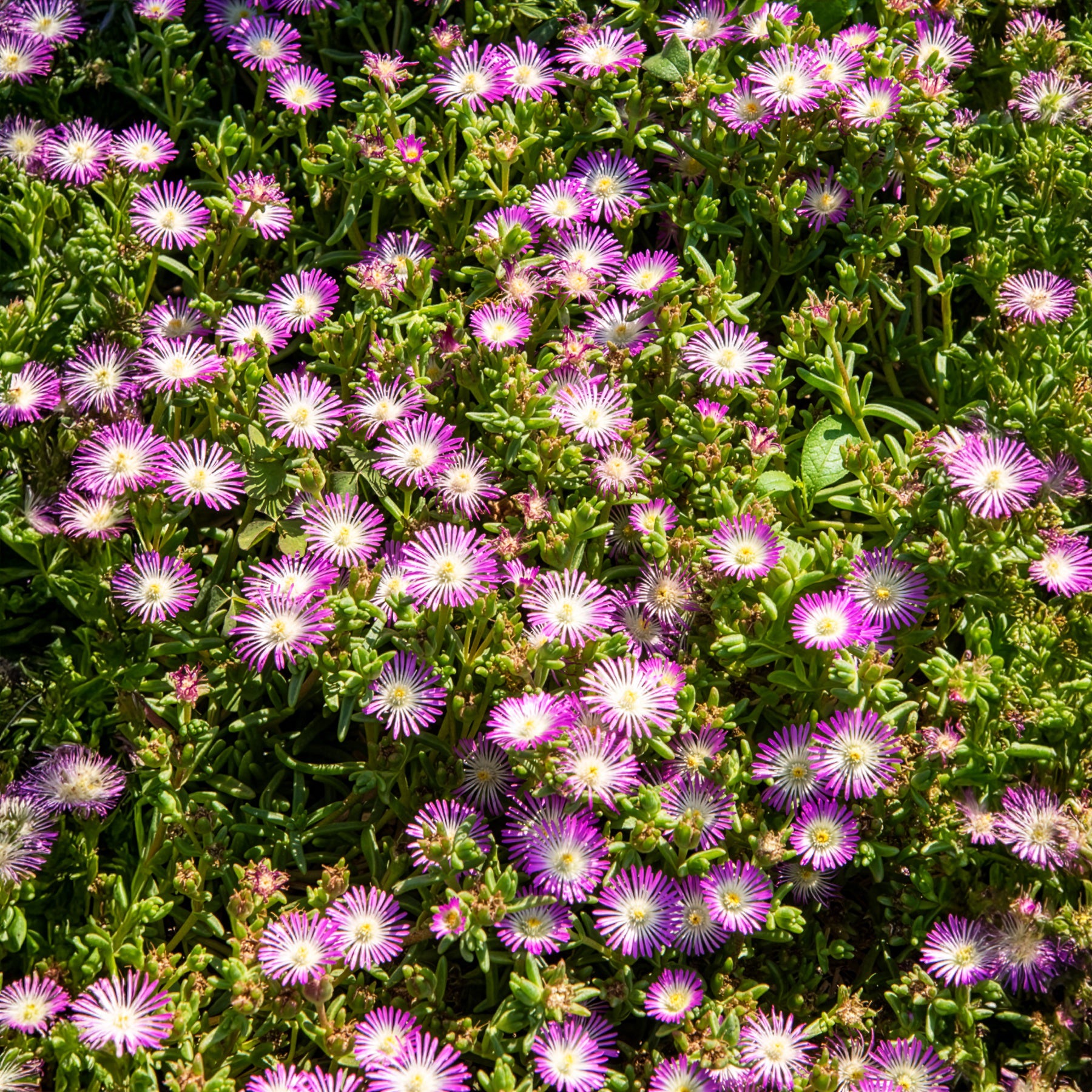 Delosperma Wheels of Wonder® Violet - Delosperma Wheels of Wonder® Violet - 