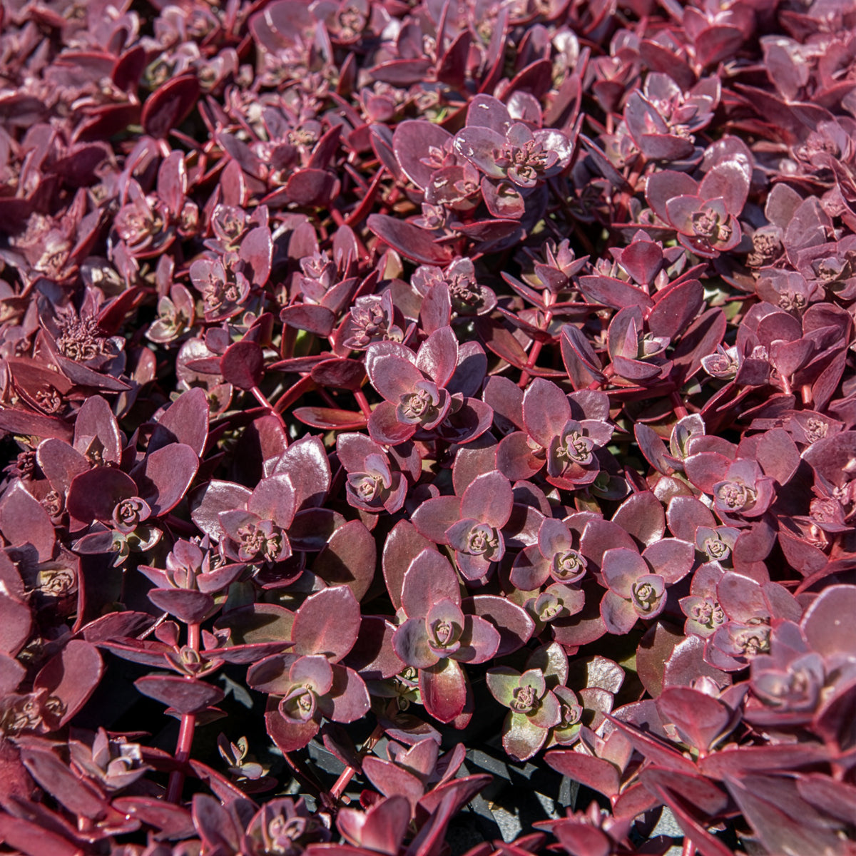 Sedum Sunsparkler® Firecracker - Sedum Sunsparkler® Firecracker - Bakker