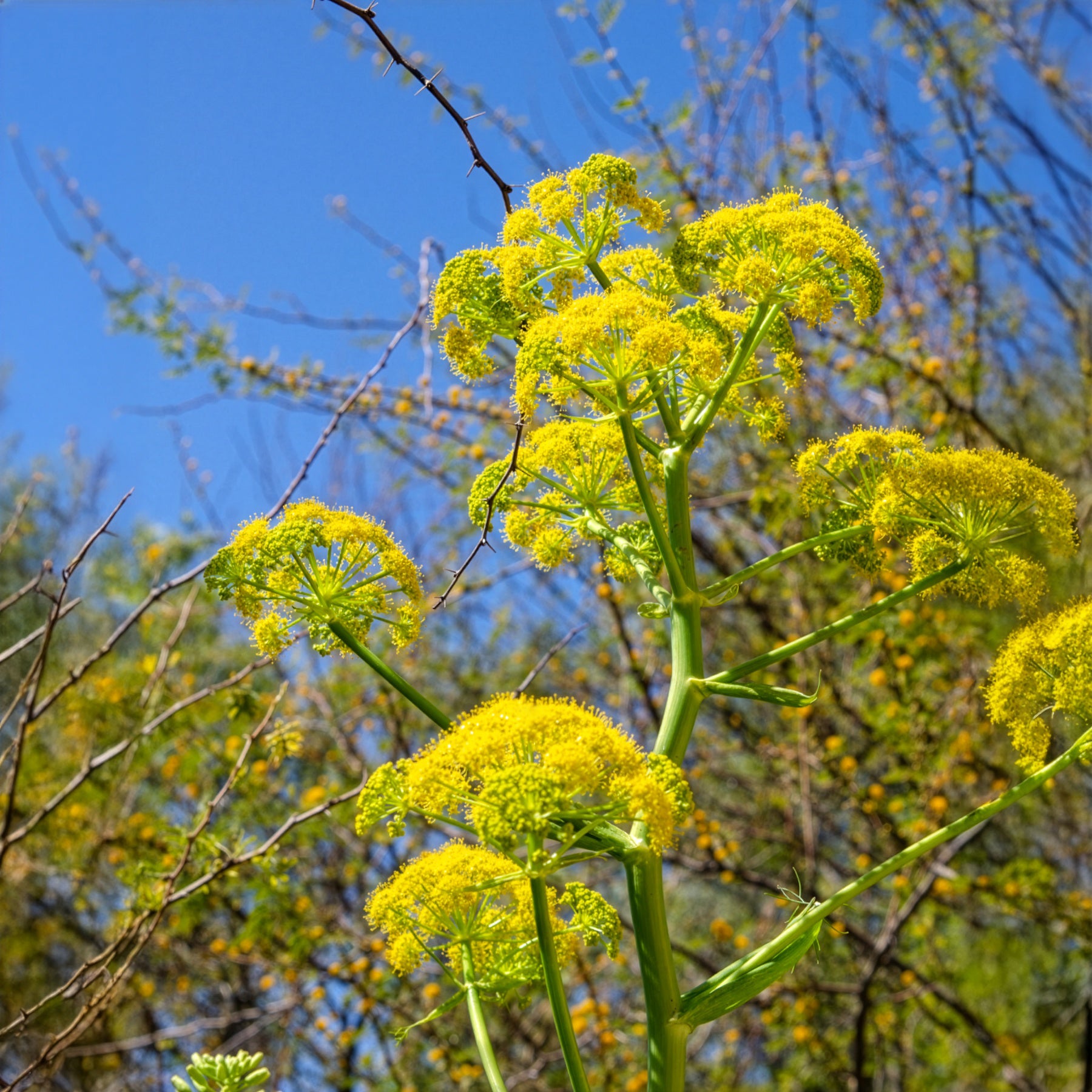 Plantes sauvages jardin - Férule commune - Ferula communis