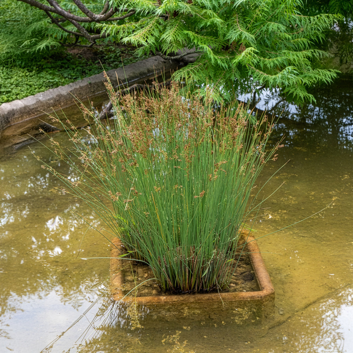 Juncus effusus - Jonc épars - Joncs