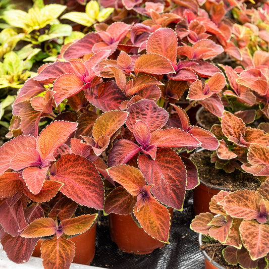 Coleus Wizard - Bakker