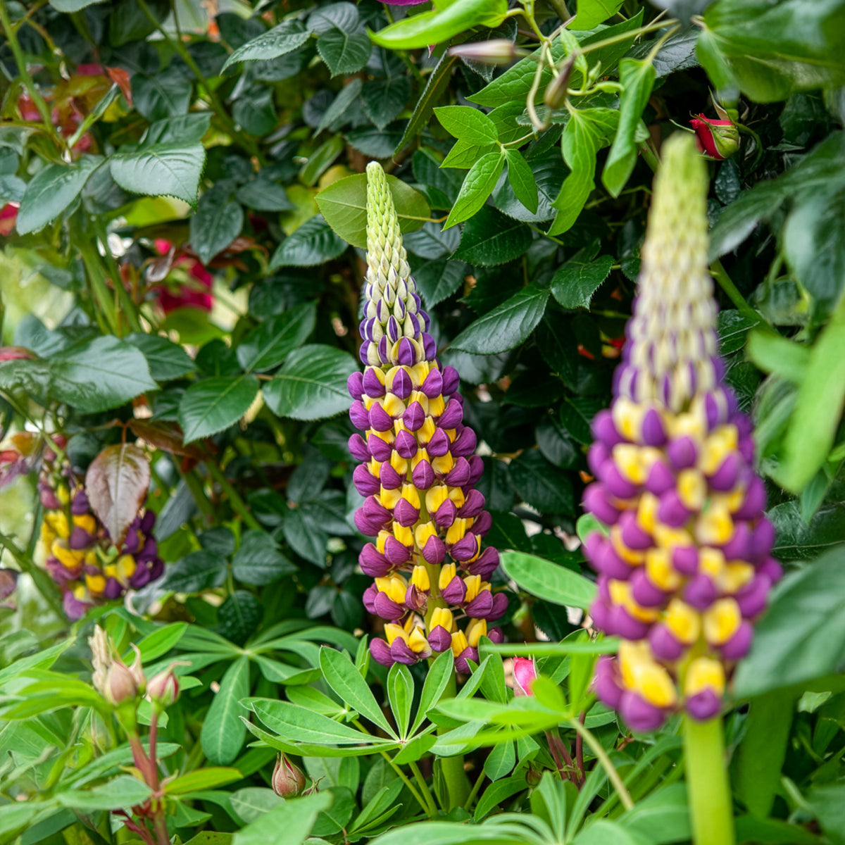 Lupin - Lupin Manhattan Lights® - Lupinus Manhattan Lights®