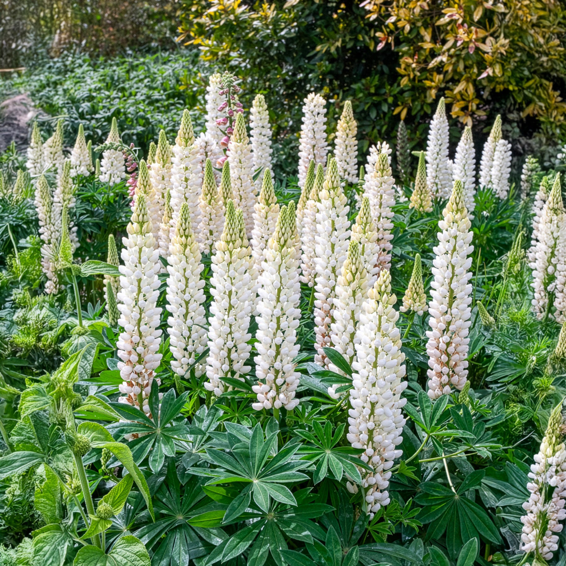 Lupin Noble Maiden - Bakker