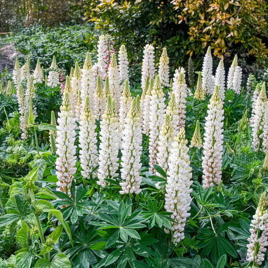 Lupin Noble Maiden - Bakker