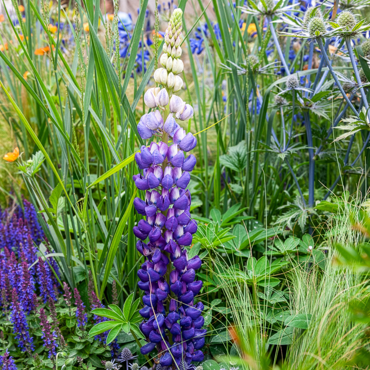 Lupin Persian Slipper - Lupinus Persian Slipper - Bakker