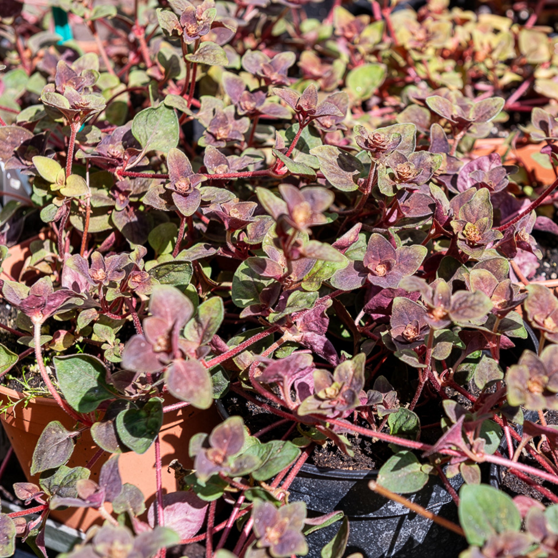 Lysimaque Persian Chocolate® - Bakker