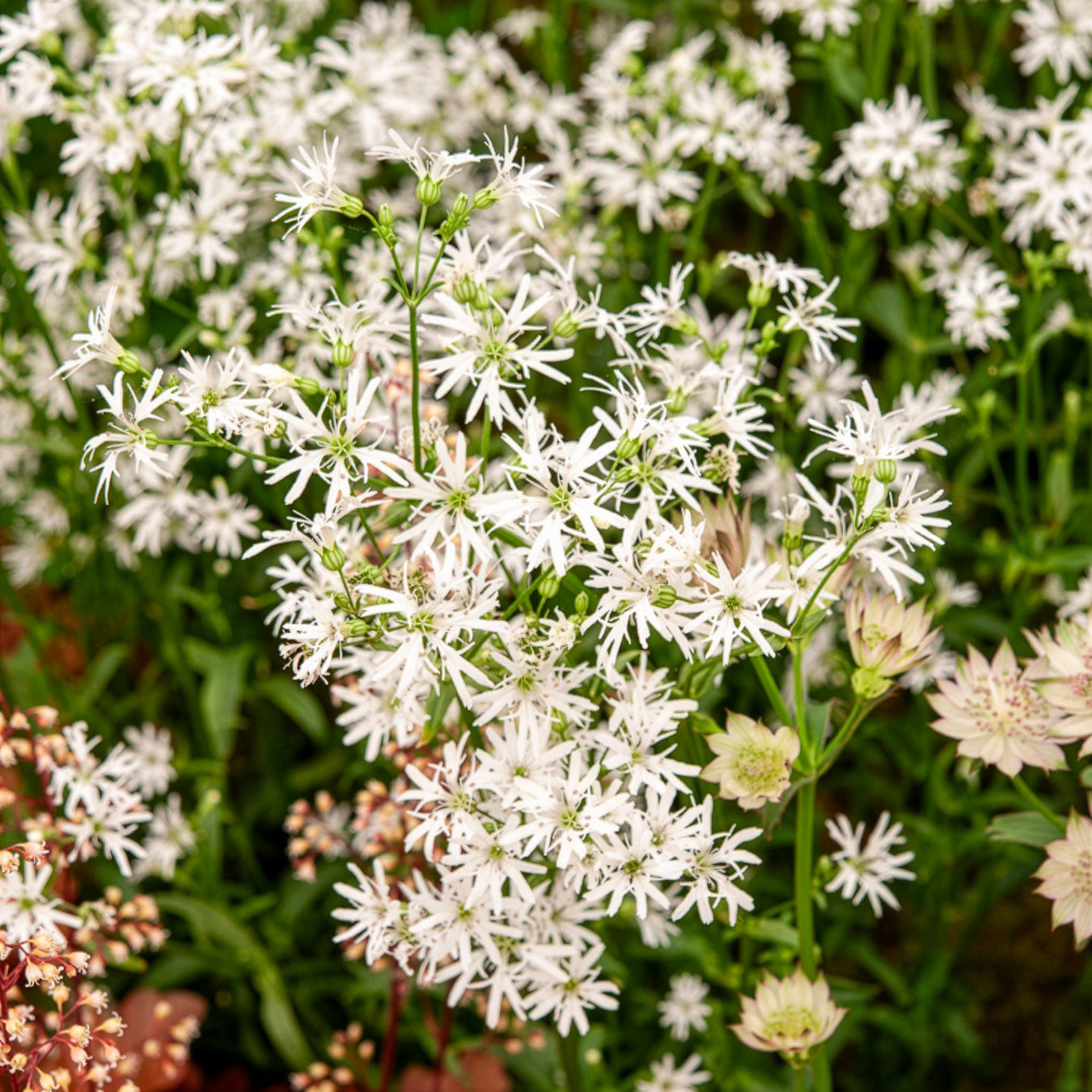 Lychnis fleur de coucou White Robin - Lychnis flos-cuculi White Robin - Bakker