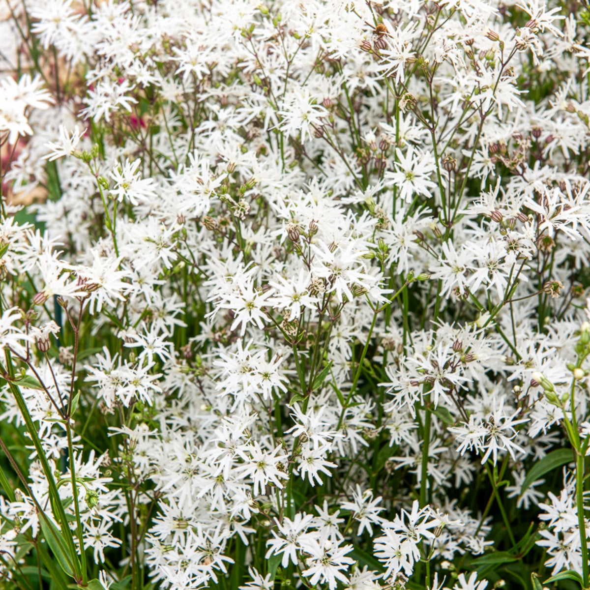 Lychnis fleur de coucou White Robin - Bakker