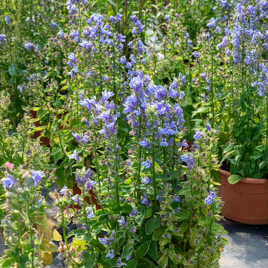 Grande Lobelia - Bakker