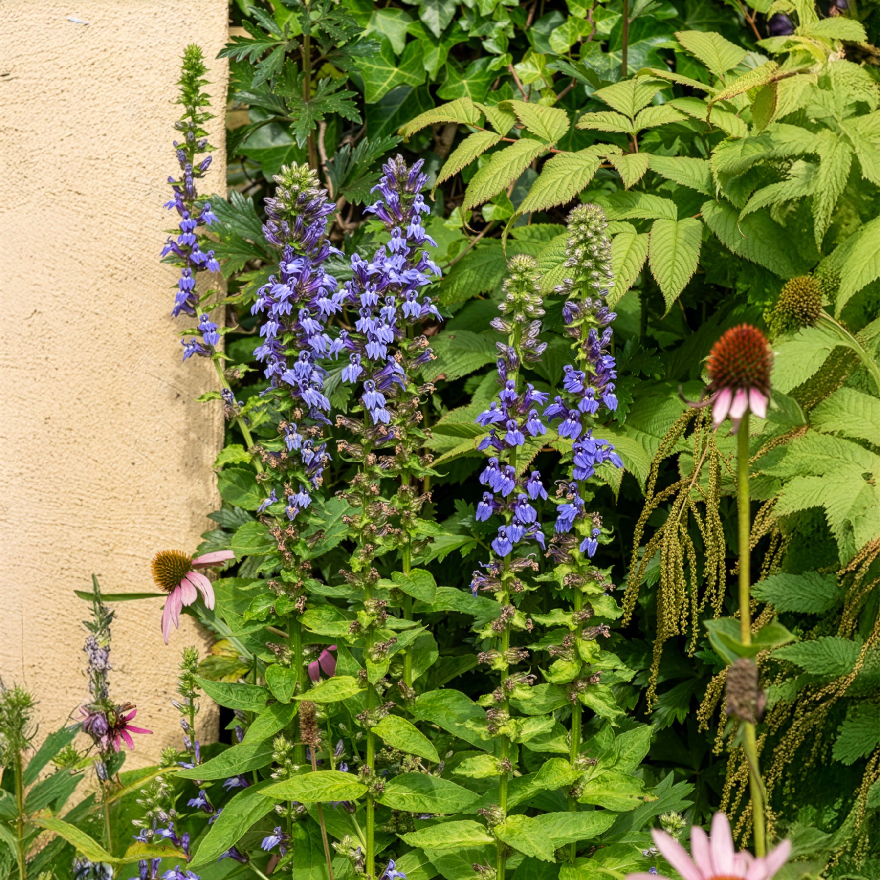 Vivaces fleuries - Grande Lobelia - Lobelia siphilitica