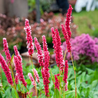 Persicaria affinis Kabouter - Renouée naine Kabouter - Persicaire - Persicaire
