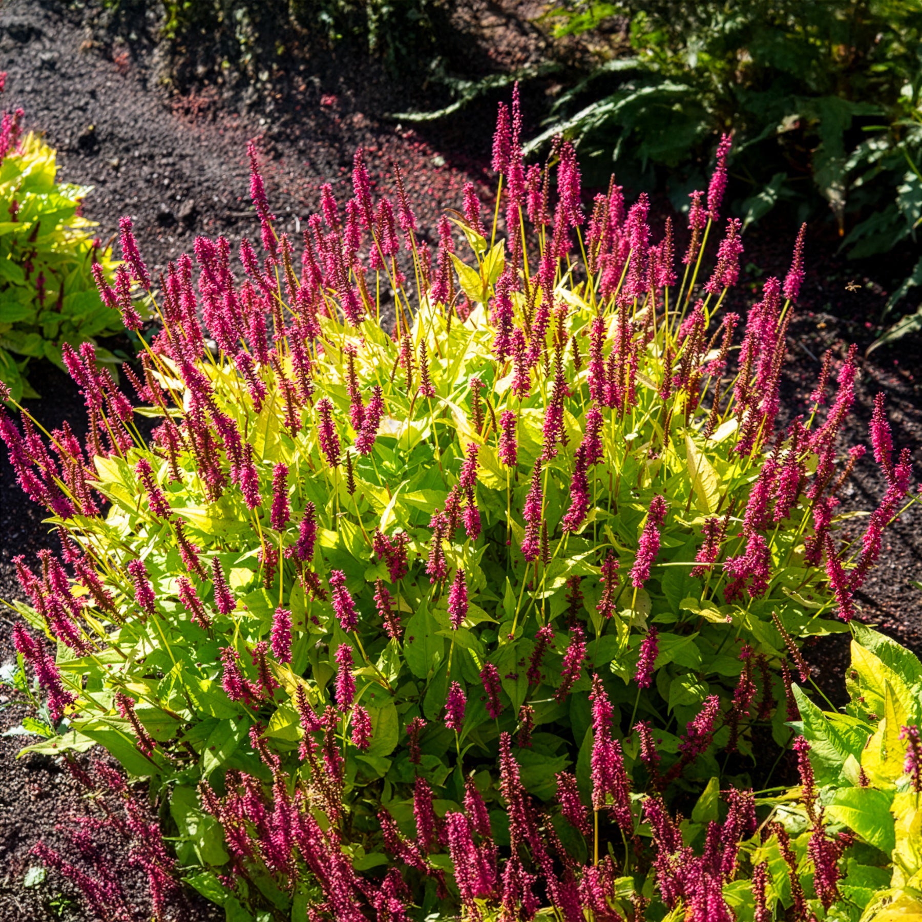 Renouée Golden Arrow - Persicaire - Persicaria amplexicaulis  Golden Arrow - Bakker