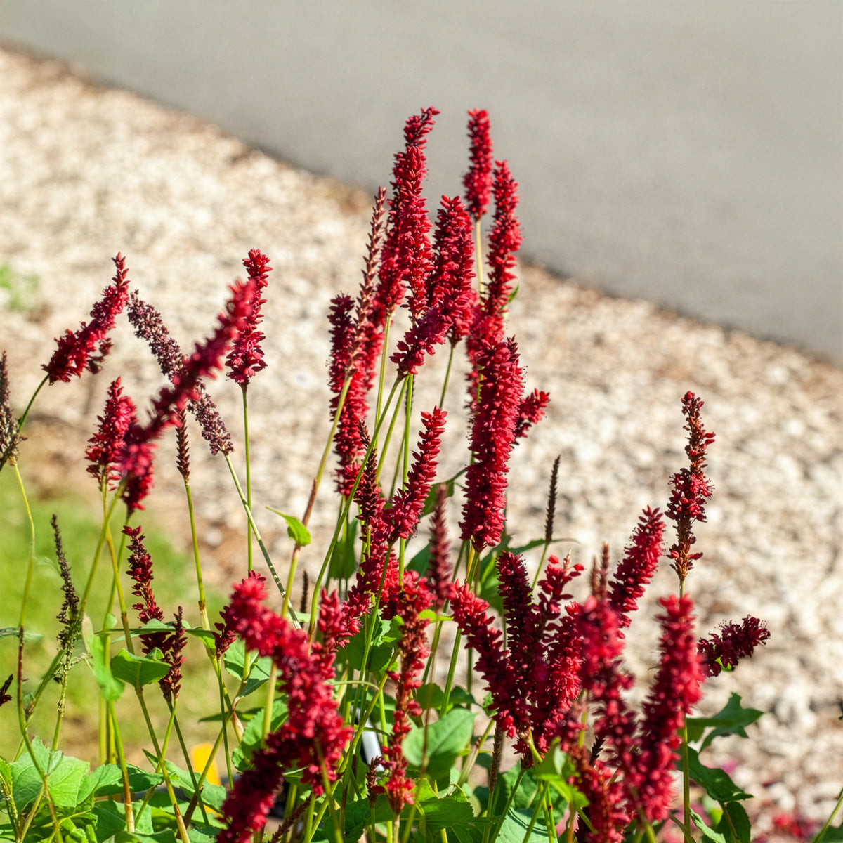 Renouée Blackfield - Persicaire - Persicaria amplexicaulis Blackfield - Bakker