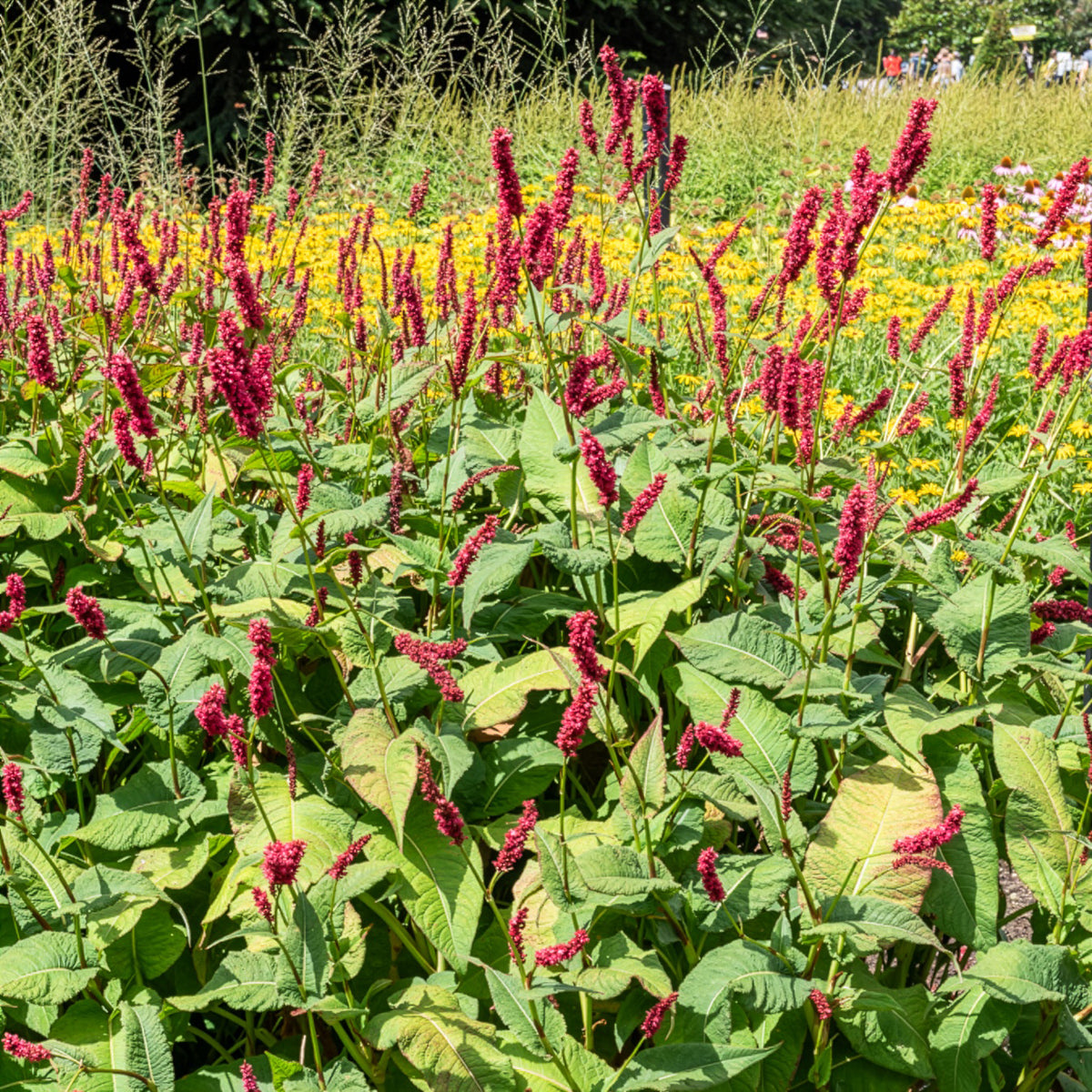 Persicaria amplexicaulis Fat Domino - Renouée Fat Domino - Persicaire - Persicaire