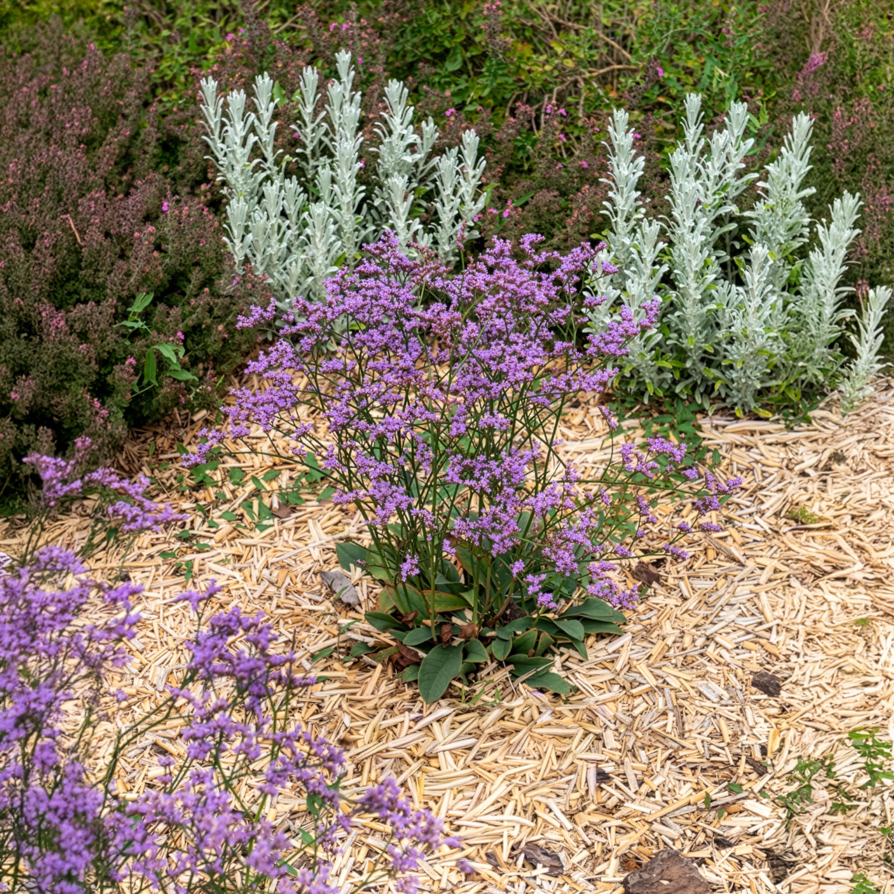 Statice vivace Dazzle Rocks - Limonium gmelinii Dazzle Rocks - Bakker