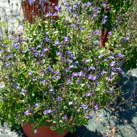 Sauge arbustive So Cool Pale Blue - Bakker