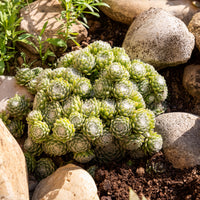 Sempervivum - Joubarbe - Joubarbe Chick Charms® Arctic white - Sempervivum - Sempervivum Chick Charms® Arctic white