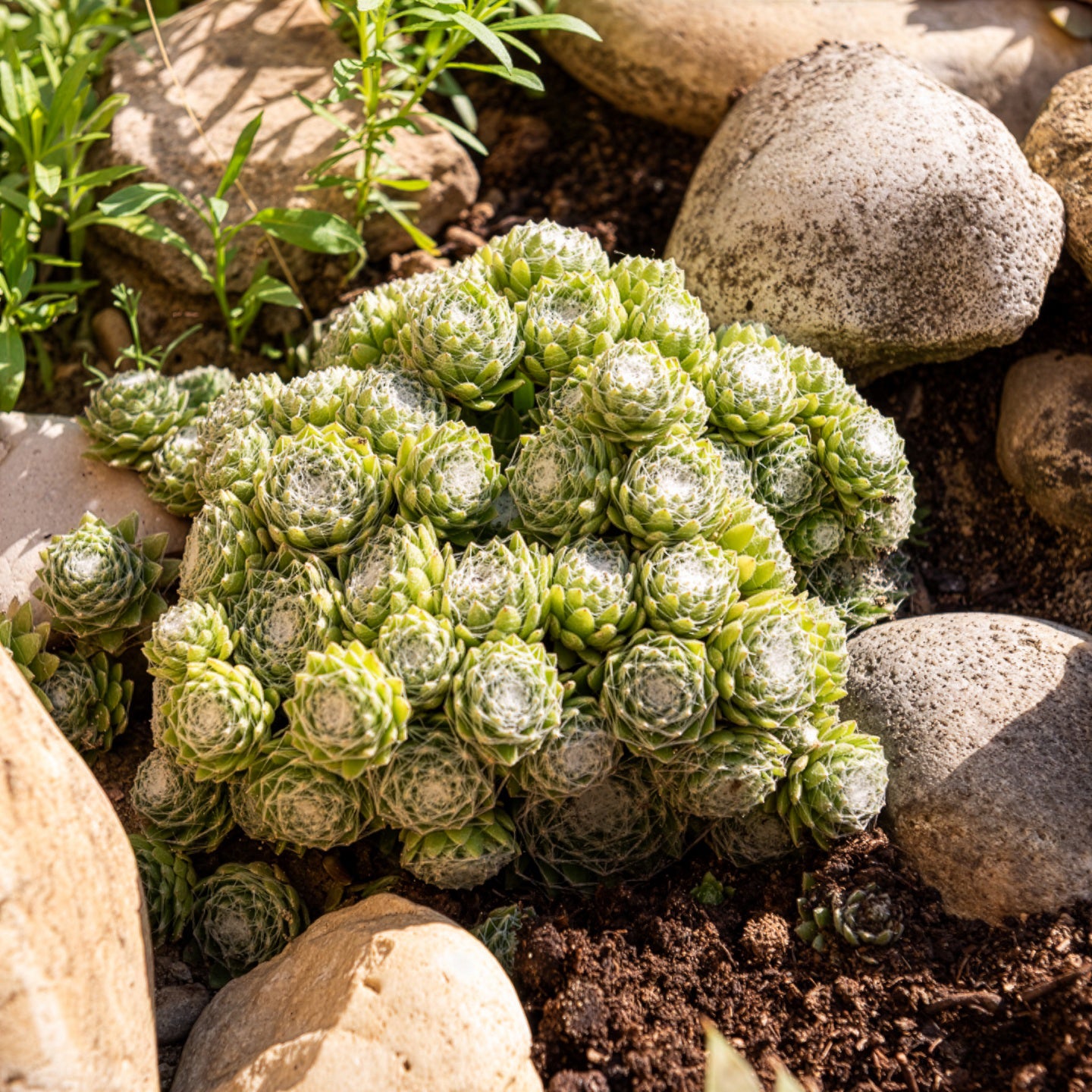 Sempervivum - Joubarbe - Joubarbe Chick Charms® Arctic white - Sempervivum - Sempervivum Chick Charms® Arctic white