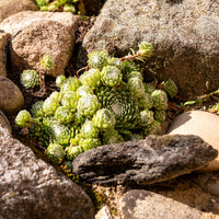 Sempervivum Chick Charms® Arctic white - Joubarbe Chick Charms® Arctic white - Sempervivum - Sempervivum - Joubarbe