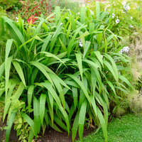 Vente Herbe palmier - Setaria palmifolia