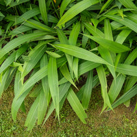 Setaria palmifolia - Herbe palmier - Graminées