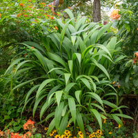 Graminées - Herbe palmier - Setaria palmifolia