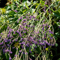 Verveine Lavender Spires - Verbena macdougalii Lavender Spires - Bakker