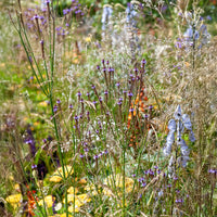 Verveine Lavender Spires - Bakker