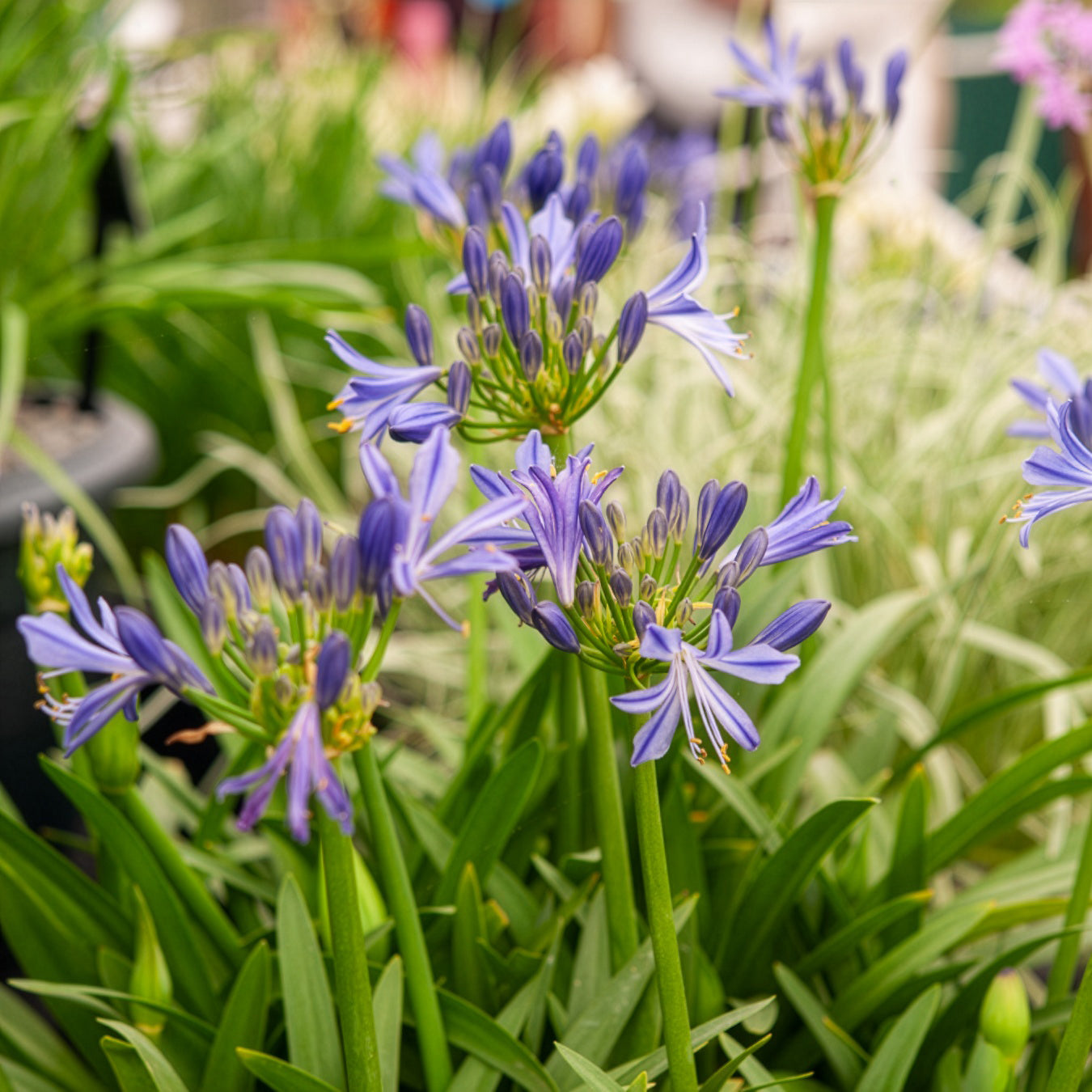 Agapanthe Charlotte - Bakker