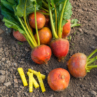 Beta vulgaris Burpees Golden - Betterave jaune Burpees Golden - Graines de betteraves