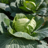 Brassica oleracea capitata Tête de Pierre F1 - Chou cabus Tête de Pierre F1 - Plants potagers