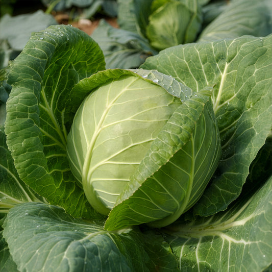 Chou cabus Tête de Pierre F1 - Bakker