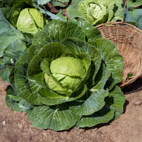 Chou cabus Tête de Pierre F1 - Brassica oleracea capitata Tête de Pierre F1 - Bakker