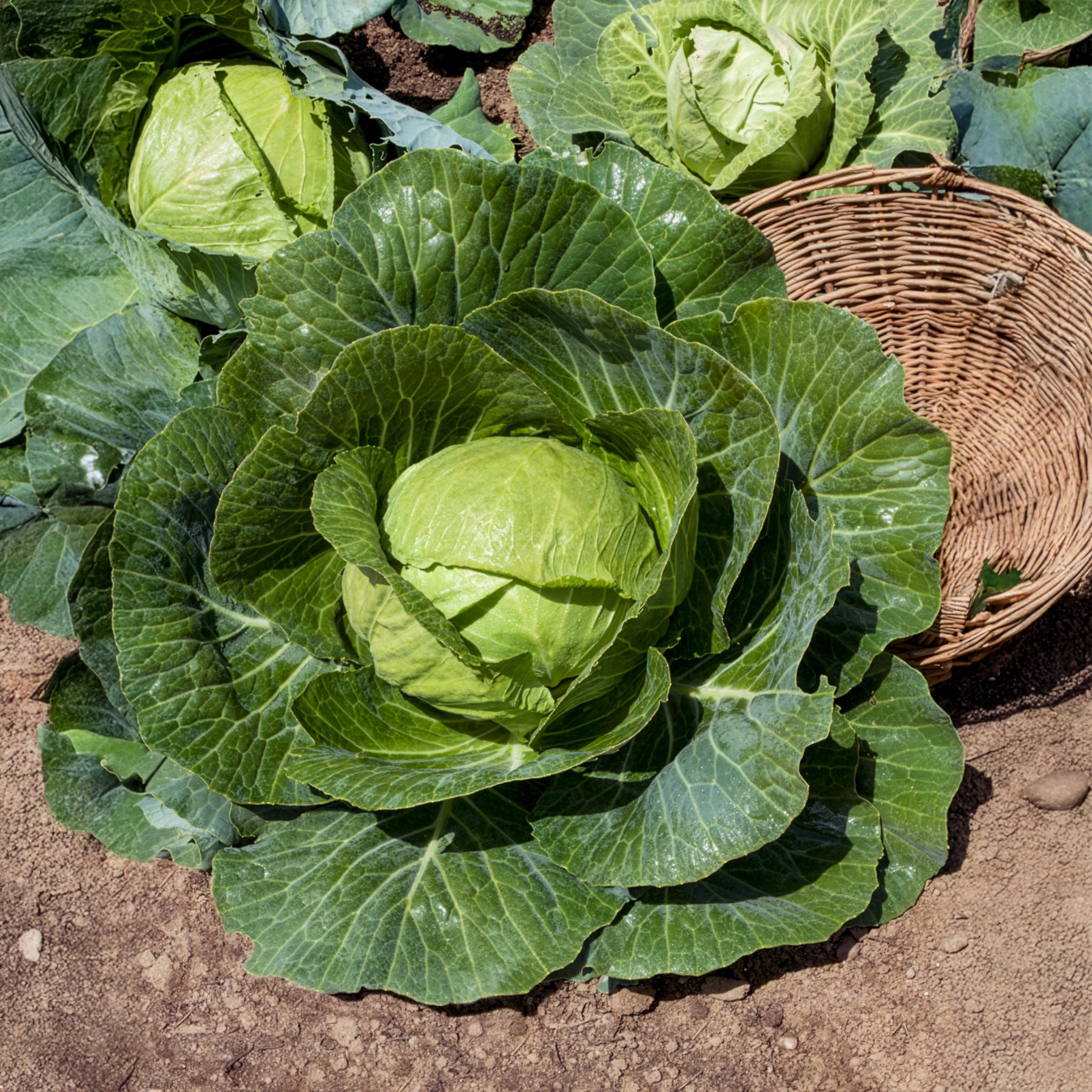 Chou cabus Tête de Pierre F1 - Brassica oleracea capitata Tête de Pierre F1 - Bakker