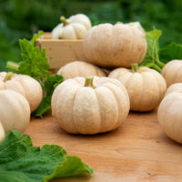Courge Baby Boo - Bakker