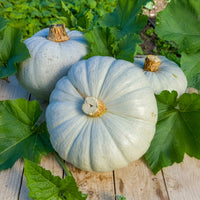 Cucurbita maxima Bleu de Hongrie - Potiron bleu de Hongrie - Graines de courges