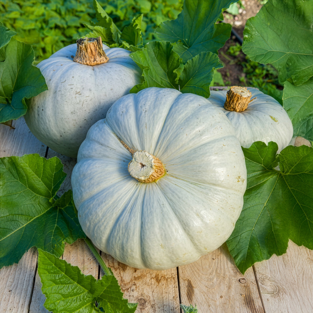 Graines de courges - Potiron bleu de Hongrie - Cucurbita maxima Bleu de Hongrie