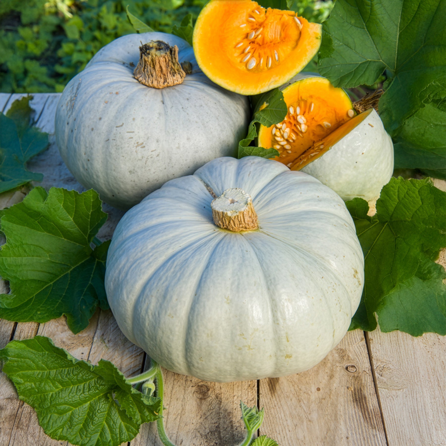 Potiron bleu de Hongrie - Bakker