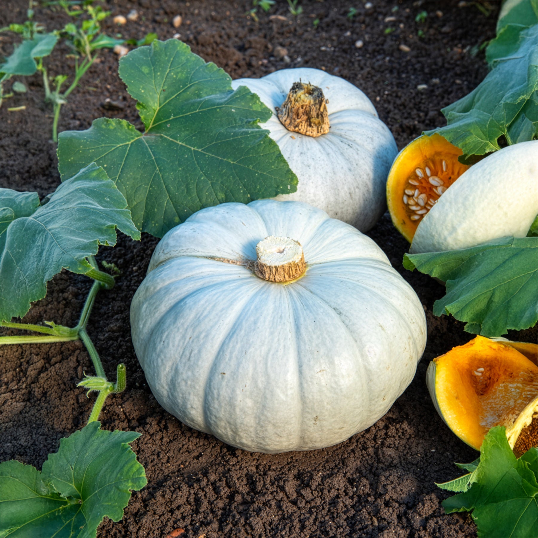 Potiron bleu de Hongrie - Cucurbita maxima Bleu de Hongrie - Bakker