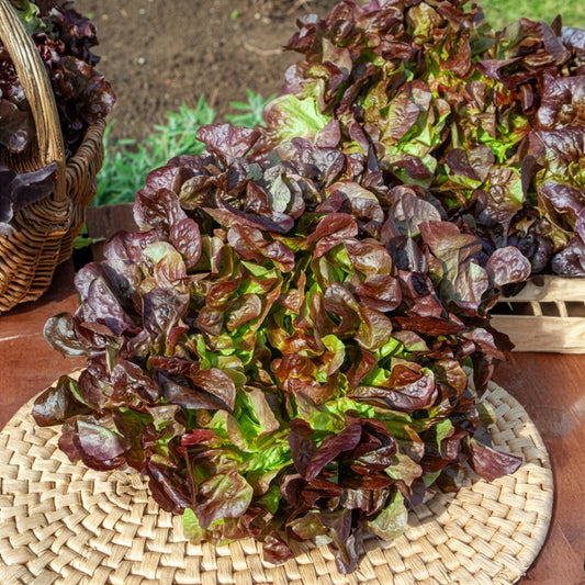 Laitue feuille de chêne rouge Eglantine - Bakker