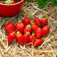 Fraisier Ciflorette - Bakker