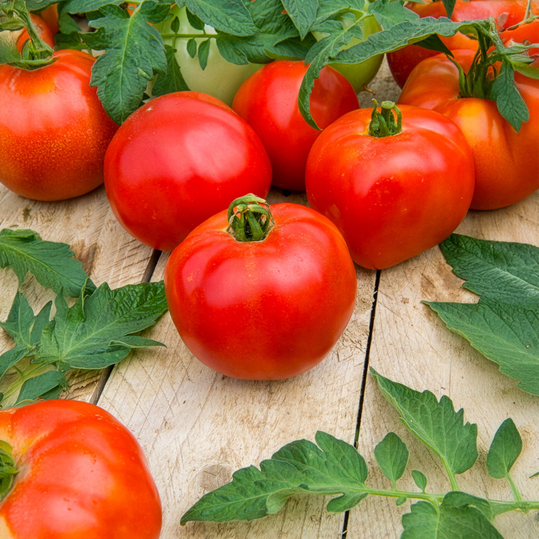 Tomate Pyros F1 - Solanum lycopersicum Pyros F1 - Bakker