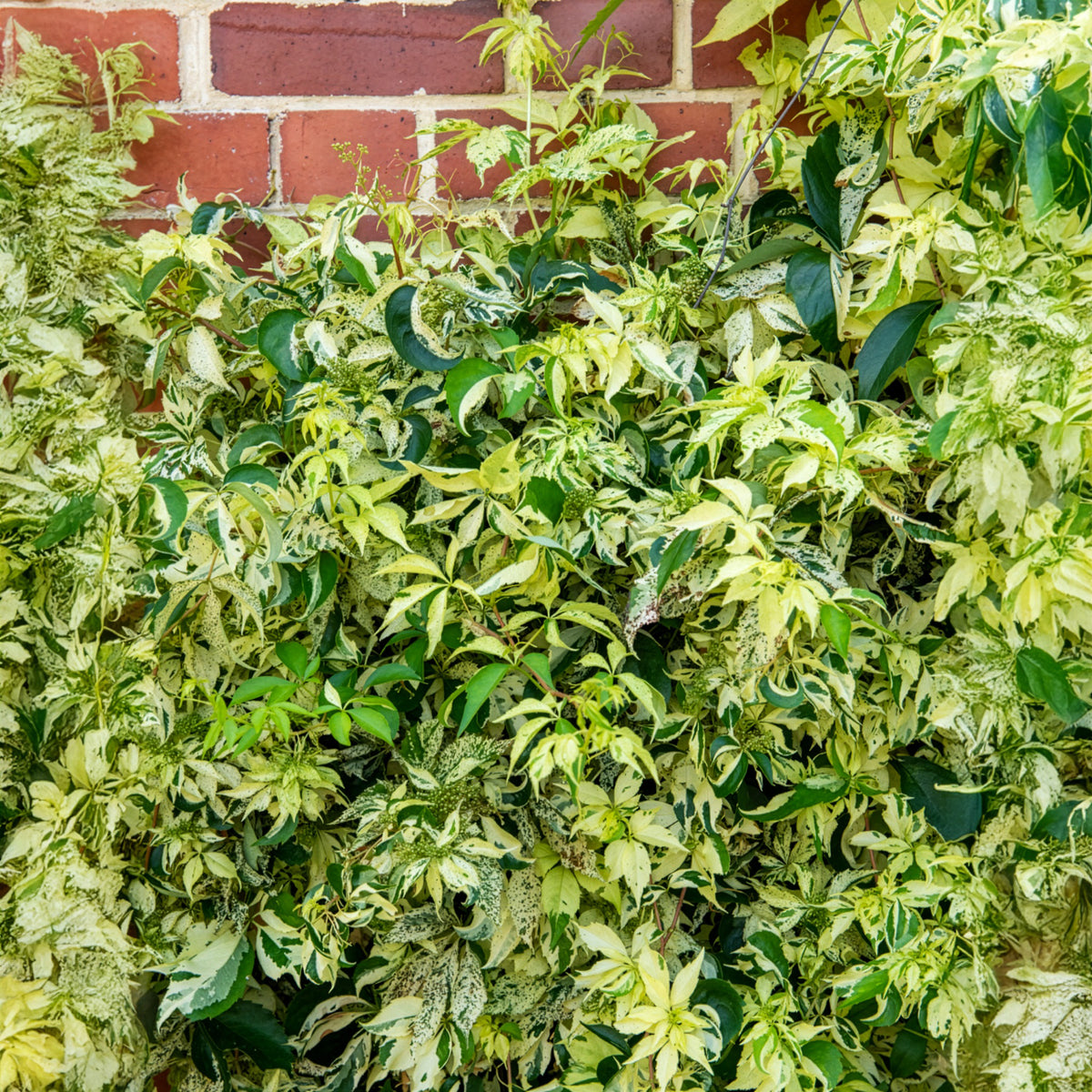 Parthenocissus quinquefolia Star shower® Mooham - Vigne vierge Star shower® - Plantes grimpantes