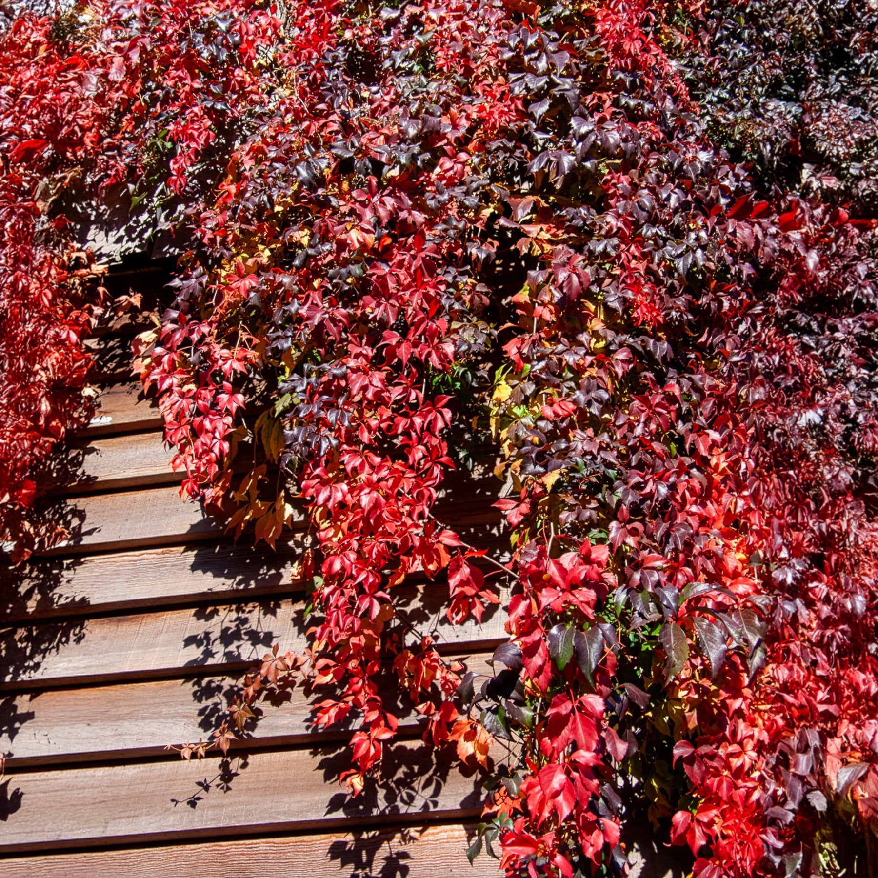 Vigne vierge Red Wall® - Parthenocissus quinquefolia Red Wall® Troki - Bakker