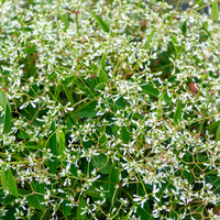 Euphorbe Diamond Frost - Euphorbia hypericifolia Diamond Frost - Bakker