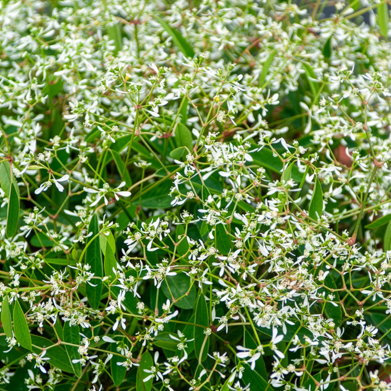 Euphorbe Diamond Frost - Euphorbia hypericifolia Diamond Frost - Bakker