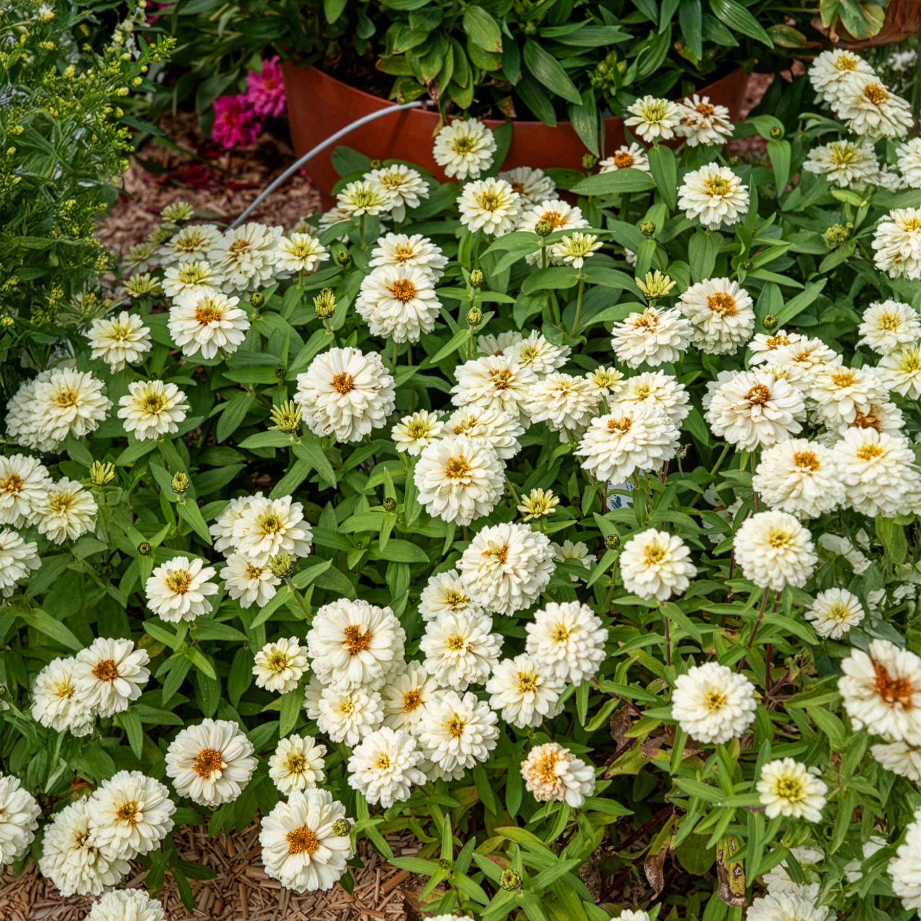 Zinnia elegans white - Zinnia Double Blanc - Fleurs pour terrasses et balcons