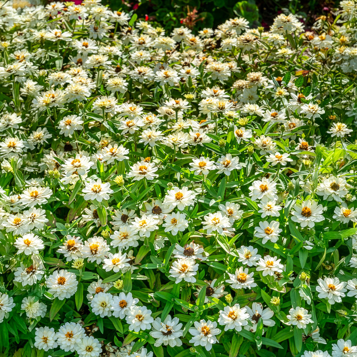 Zinnia Double Blanc - Zinnia elegans white - Bakker