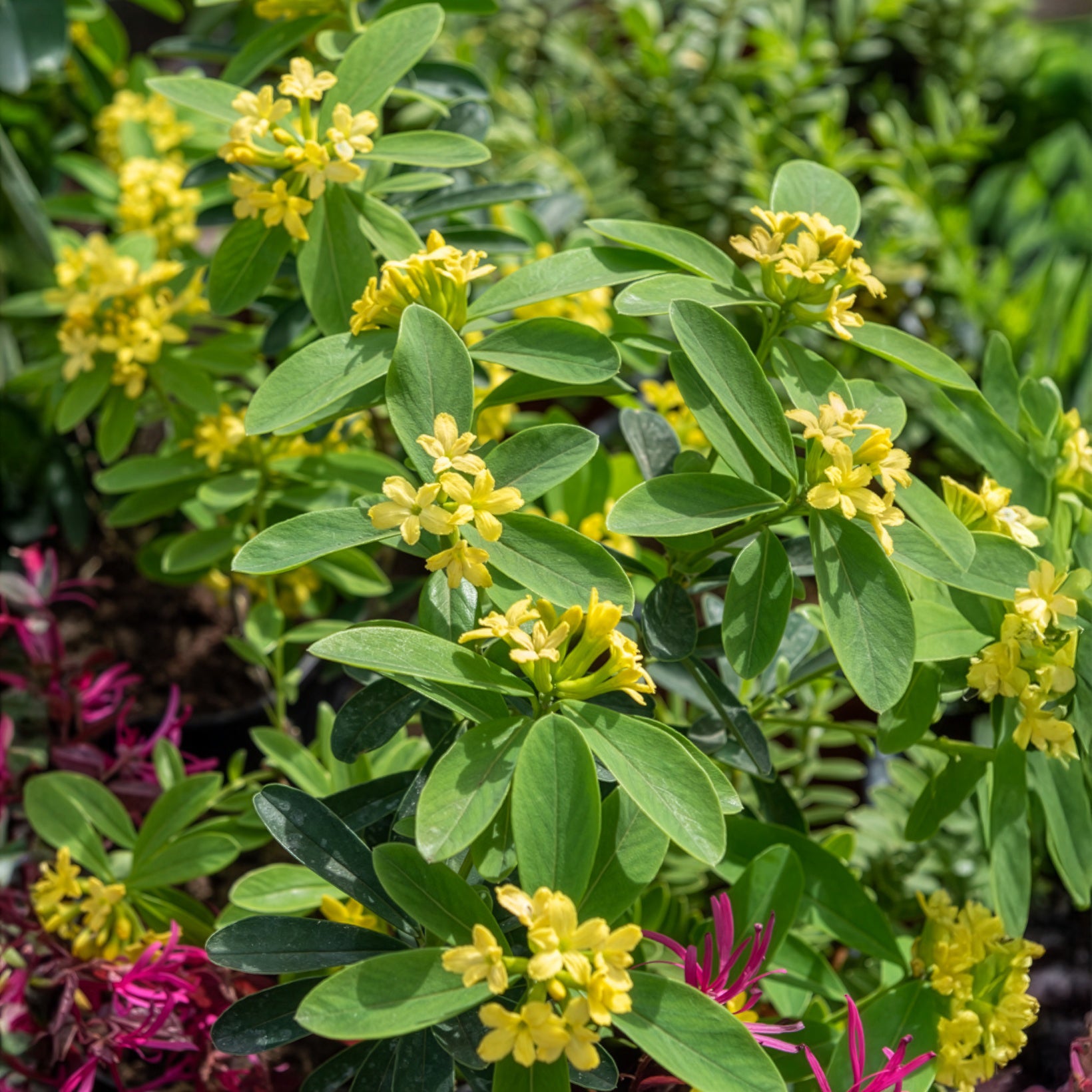 Daphne Royal Crown - Daphne gemmata Royal Crown - Bakker