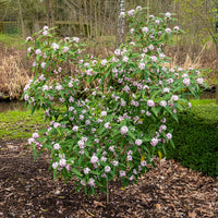 Daphne odora Perfum Princess White - Daphne Perfum Princess White - Arbustes fleuris